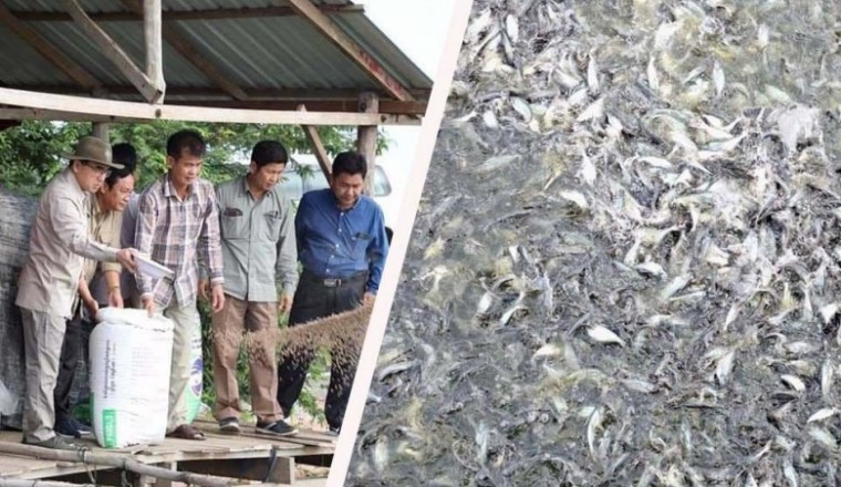 ចិញ្ចឹមត្រីពី២០១៥ បច្ចុប្បន្ន កសិដ្ឋាននេះ រកចំណូលបានប្រមាណ៣៥ម៉ឺនដុល្លារក្នុង១ឆ្នាំ