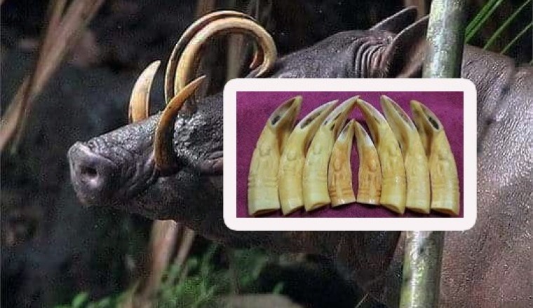ហេតុ​អ្វី​​ប្រ​ជាជន​ខ្មែរ​មាន​ជំនឿ​ខ្លាំង​ លើ​​ខ្នាយតាន់​​ជ្រូកព្រៃ ថាជា​វត្ថុ​ស័ក្តិសិទ្ធិ​ដែល​នាំមក​នូវសិរី​មង្គល