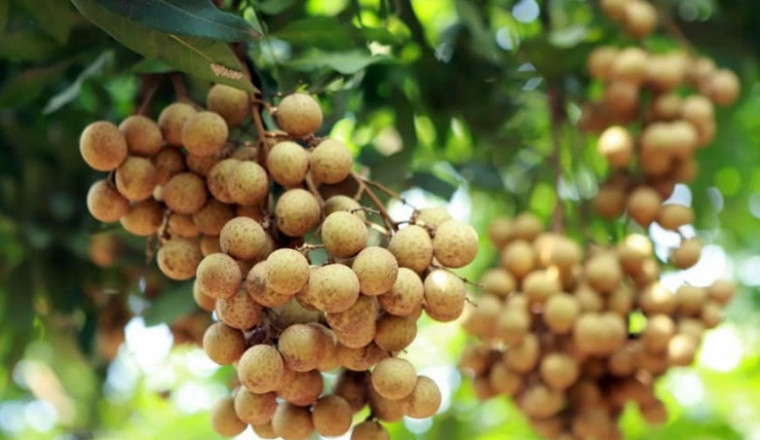ក្រុមហ៊ុនវេចខ្ចប់ចំនួន៨ បានទទួលស្គាល់ដោយ GACC និងអាចនាំចេញផ្លែមៀនប៉ៃលិនទៅកាន់ប្រទេសចិន